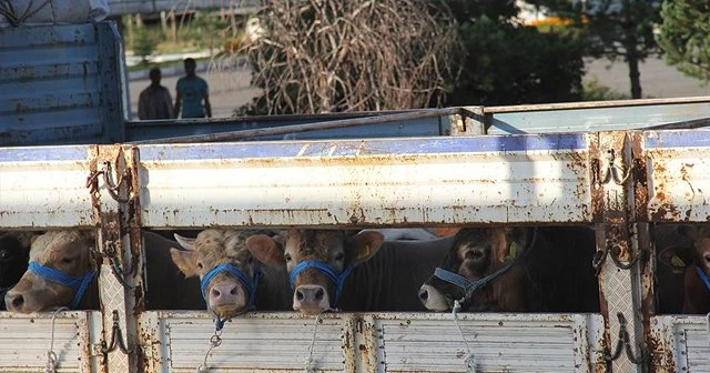 Besiciler Kurban Bayramı'ndan umutlu