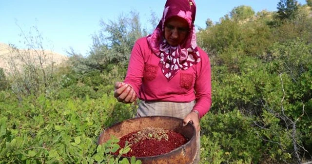 Dağdan toplayıp kilosunu 30 liradan satıyorlar