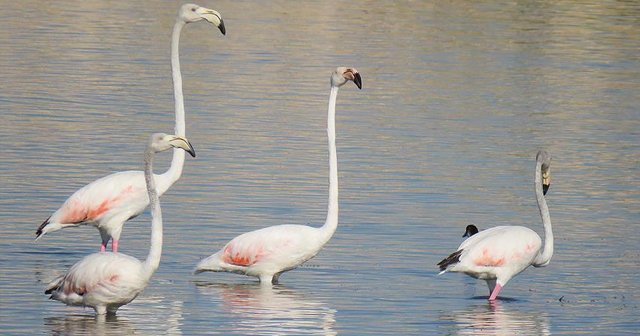 Flamingolar Beyşehir Gölü&#039;nde mola verdi