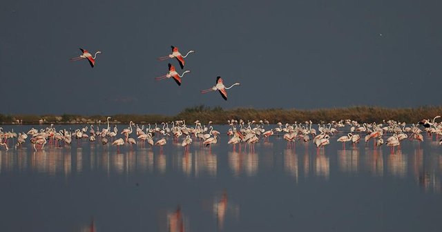 İzmir Kuş Cenneti yavru flamingolarla şenlendi