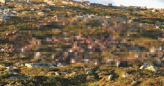 Norveç'te yıldırım 323 ren geyiğini öldürdü