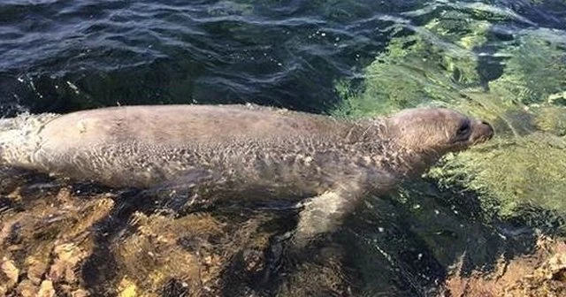 Plajda ortaya çıkan fok herkesi şaşırttı