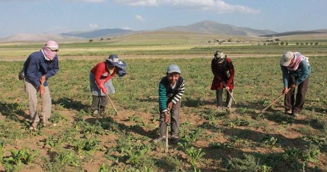 Suriyeli aileler tarlalarda çalışarak hayata tutunuyor