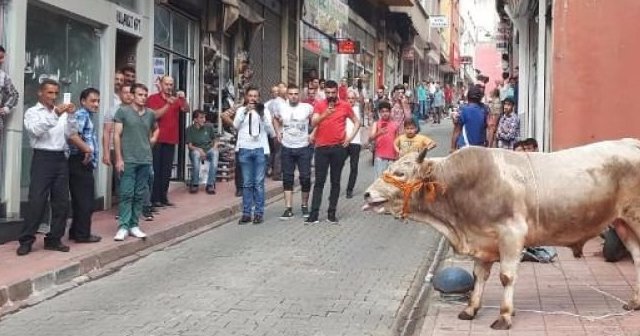 Ahırdan kaçan danalar Rize'yi birbirine kattı