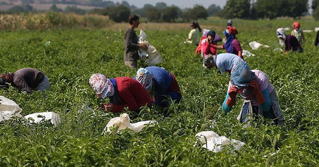 Aşırı sıcaklar biberi vurdu