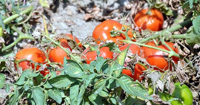 Fazla üretim domatese 'taban' yaptırdı