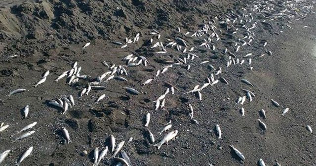 Hatay&#039;da binlerce ölü balık sahile vurdu