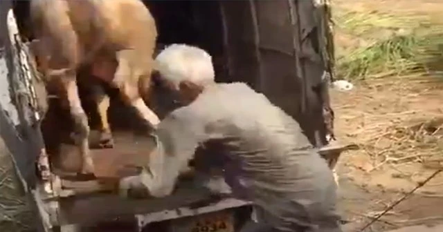 İnek tarafından tekmelenen adam oracıkta öldü