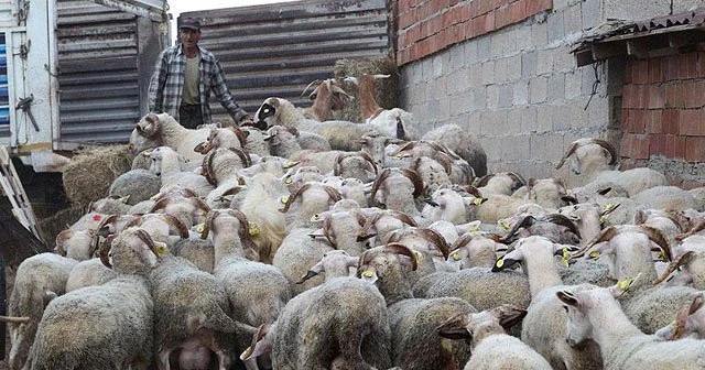 İstanbul'un kurbanlık ihtiyacını Trakya karşılıyor