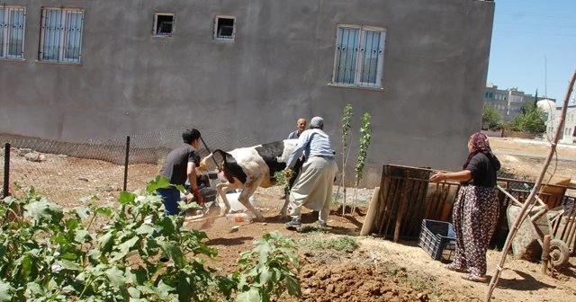 Kaçan dana saatler sonra yakalanabildi