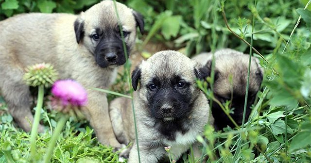 Köpekler kelimeleri ayırt edebiliyor