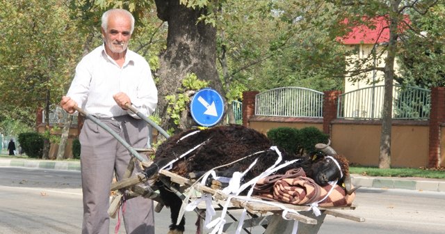 Koyunu el arabasına koyarak evine götürdü