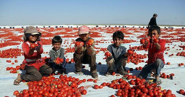 Kurutulan Türk domatesleri Avrupa mutfağında