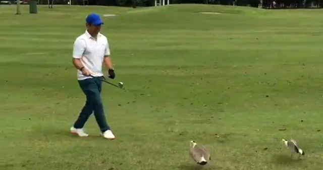 Kuşlar golf topunu yumurtaları sandı