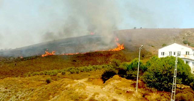 Paşalimanı Adası'nda korkutan yangın