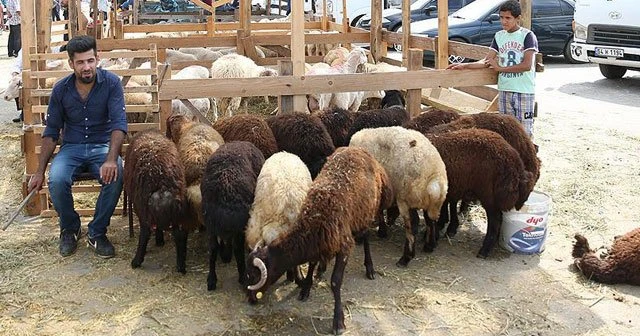 Satılamayan kurbanlıkları Et ve Süt Kurumu alacak