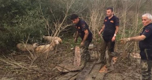 Bataklığa saplanan 50 koyunu itfaiye kurtardı