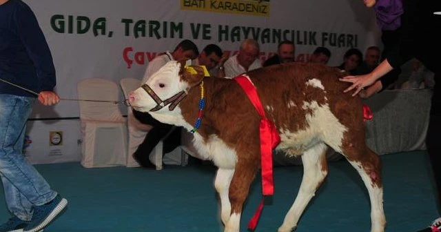 Buzağılar podyumda mücadele etti