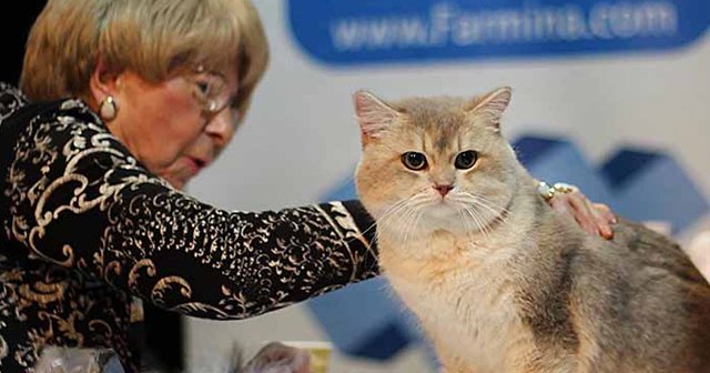 Dünyanın en güzel kedileri İstanbul&#039;da bir araya geliyor