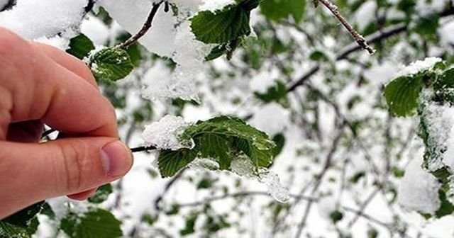 Meteoroloji&#039;den zirai don uyarısı