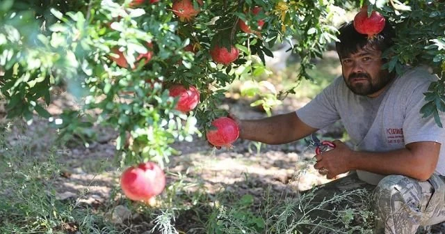 Nar üreticilerinden düşük fiyat tepkisi