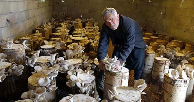 Yılda 4 ton kayın mantarı üretimi yapıyor
