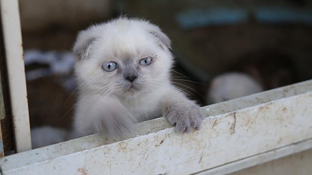 Avustralya'da evde terk edilen kediler birbirini yedi