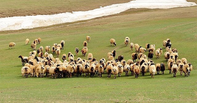 Bakan&#039;dan tüm Türkiye&#039;ye çağrı: Gelin el birliğ ile hayvan açığını kapatalım