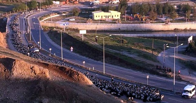 Karayoluna inen koyun sürüsü trafiği aksattı