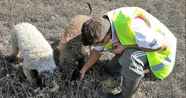 Köpekler buldu, kilosu 3 bin 500 Euro