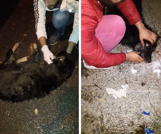 Sapanca&#039;da köpekleri kimler katlediyor, açıklama geldi