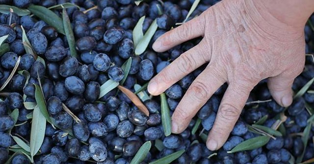 Zeytin üreticilerine müjdeli haber, paralar peşin yatırılacak