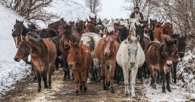 Kaçakçılıkta kullanılan 63 katır için ihale