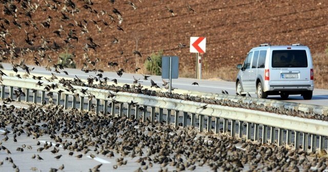 Soğuk onları da vurdu, binlercesi kara yolunu kapattı...