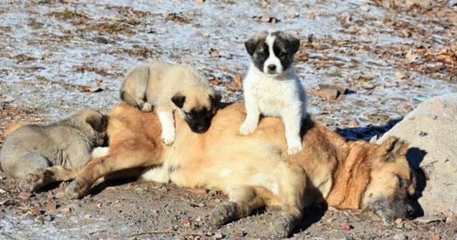 Yavru köpekler ölen annelerinin başından ayrılamadı