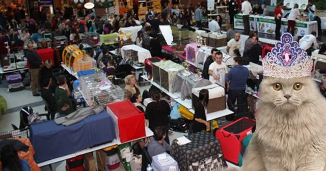 Dünyanın en güzel kedileri İstanbul'da buluşuyor