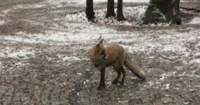 İstanbul&#039;da karda aç kalan tilki vatandaşın arasına indi