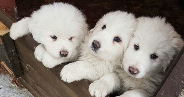 İtalya&#039;daki çığ felaketinden yavru köpekler kurtarıldı