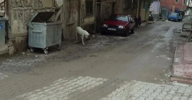 Sandıklı'da kuduz alarmı
