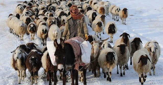 Bakan Çelik&#039;ten besicilere &#039;mera&#039; müjdesi