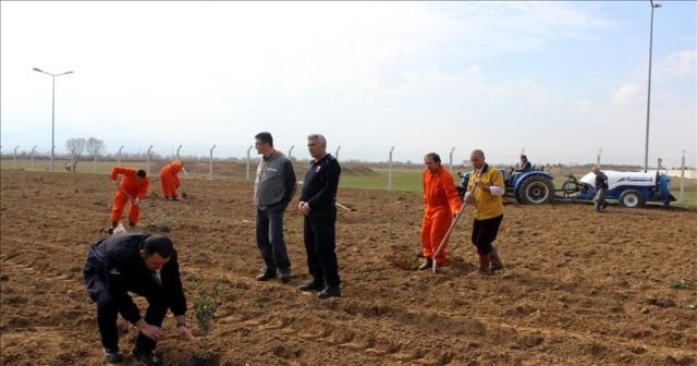 Cezaevine 400 adet zeytin fidanı dikildi