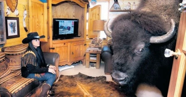 Evinde 13 yıldır buffalo besliyor