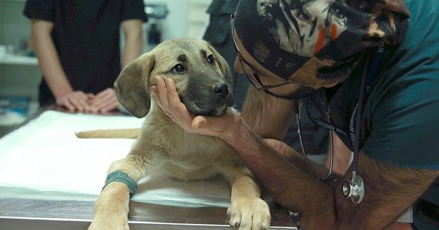 Yavru köpek &#039;kuyu&#039; sağlık kontrolünden geçirildi