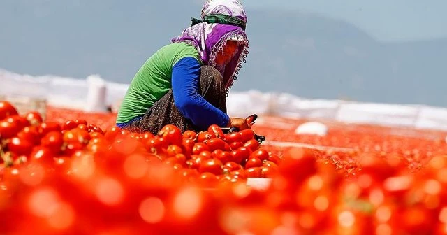 &#039;Domatesin ekonomiye katkısı 12,7 milyar lira&#039;