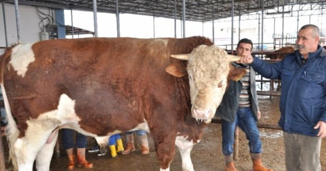 780 kilo karkas eti çıkan 'Ağa' sahibini zengin etti