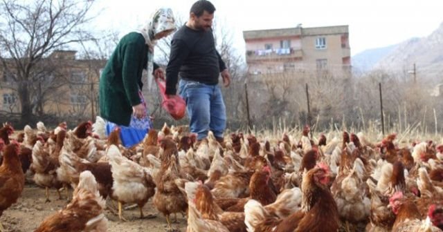 Atanamayan eşine destek olmak isteyen kadın, tavuk çiftliği kurdu