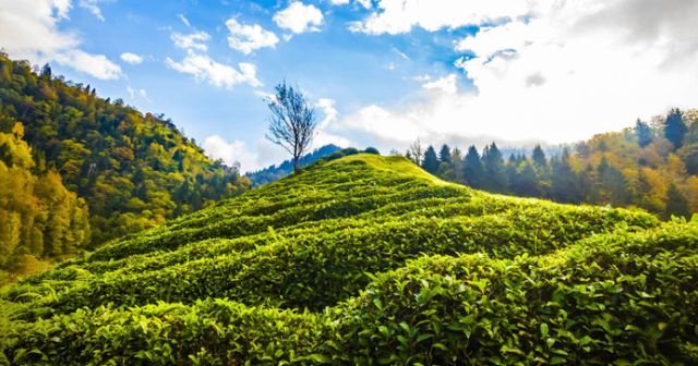 Doğu Karadeniz’de organik çay tarımı bir yıl ertelendi