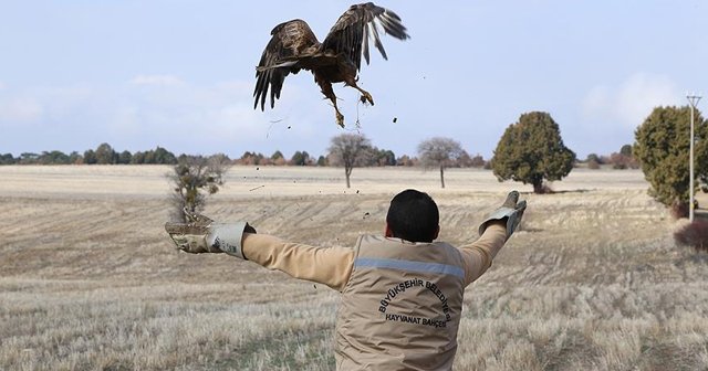 Eskişehir&#039;de tedavi edilen baykuş ve şahinler doğaya salındı