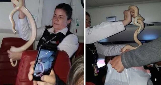 Hostes kabinde yılan yakaladı
