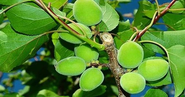 Kayısı çağlası 10 liradan alıcı buluyor